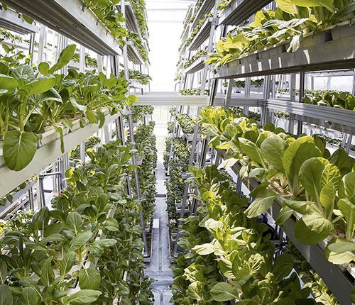 Intel<b>Link</b> - Lighting control for Vertical Farming